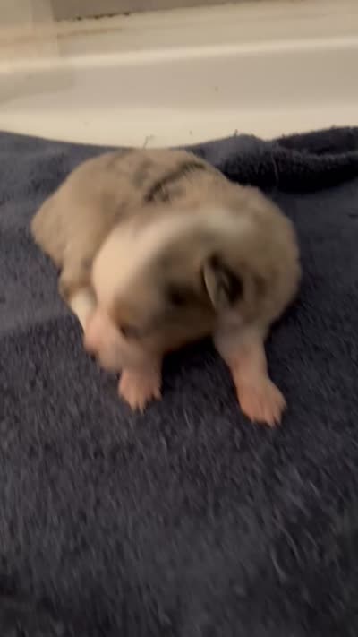 Sadie 4 Blue Merle male with blue eyes , a male Miniature Australian Shepherd for sale in Lafayette, TN – 10 of 10