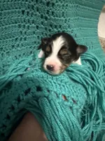 JJ black Tri female 1, a female Miniature Australian Shepherd for sale in Lafayette, TN – 1 of 4