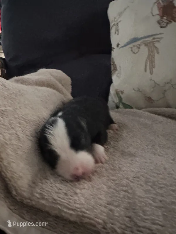 Bailey 8 Black Tri Female with spot on the head – Miniature Australian Shepherd puppy for sale in Lafayette, TN