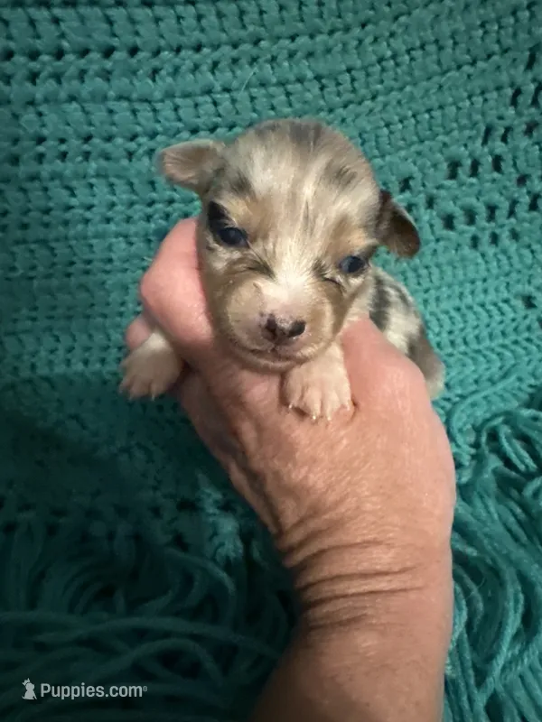 Sadie 1 Harlequin female blue eyes  – Miniature Australian Shepherd puppy for sale in Lafayette, TN