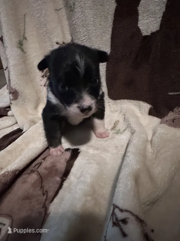 Bailey 4 Black chai Male – Miniature Australian Shepherd puppy for sale in Lafayette, TN