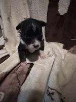 Bailey 4 Black chai Male, a male Miniature Australian Shepherd for sale in Lafayette, TN – 4 of 9
