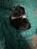 Jj BLACK TRI FEMALE #4, a female Miniature Australian Shepherd for sale in Lafayette, TN – 6 of 6