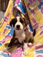 Black/ tan F1, a female Australian Cattle Dog and Miniature Australian Shepherd for sale in Lafayette, TN – Photo 3 of 6