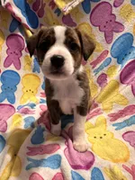 Black/ tan F1, a female Australian Cattle Dog and Miniature Australian Shepherd for sale in Lafayette, TN – Photo 2 of 6