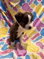 Black/ tan F1, a female Australian Cattle Dog and Miniature Australian Shepherd for sale in Lafayette, TN – Photo 6 of 6