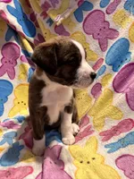 Black/ tan F1, a female Australian Cattle Dog and Miniature Australian Shepherd for sale in Lafayette, TN – Photo 5 of 6