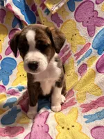 Black/ tan F1, a female Australian Cattle Dog and Miniature Australian Shepherd for sale in Lafayette, TN – Photo 4 of 6