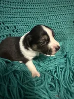 Sadie 5 black tri with thin white strip, a male Miniature Australian Shepherd for sale in Lafayette, TN – 3 of 5