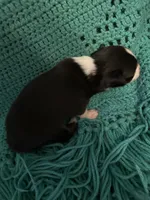 Sadie 6, a male Miniature Australian Shepherd for sale in Lafayette, TN – 5 of 6
