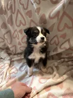 Male 3 S, a male Miniature Australian Shepherd for sale in Lafayette, TN – Photo 3 of 3
