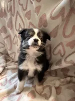 Male 3 S, a male Miniature Australian Shepherd for sale in Lafayette, TN – Photo 2 of 3