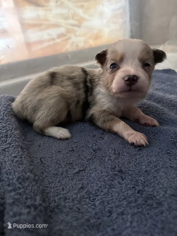 Sadie 4 Blue Merle male with blue eyes  – Miniature Australian Shepherd puppy for sale in Lafayette, TN