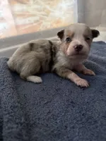 Sadie 4 Blue Merle male with blue eyes , a male Miniature Australian Shepherd for sale in Lafayette, TN – 4 of 10