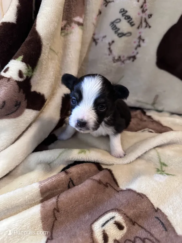 JJ BLACK TRI FEMALE #2 – Miniature Australian Shepherd puppy for sale in Lafayette, TN