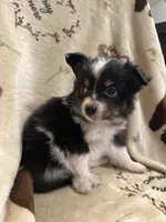 JJ black Tri female 1, a female Miniature Australian Shepherd for sale in Lafayette, TN – 2 of 7
