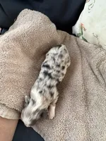 Bailey 3 Harlequin male, a male Miniature Australian Shepherd for sale in Lafayette, TN – 5 of 6