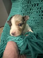 Sadie 3 Harlequin male ble eyes , a male Miniature Australian Shepherd for sale in Lafayette, TN – 2 of 5