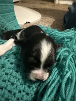 Jj BLACK TRI FEMALE #4, a female Miniature Australian Shepherd for sale in Lafayette, TN – 4 of 6