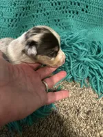 Sadie 3 Harlequin male ble eyes , a male Miniature Australian Shepherd for sale in Lafayette, TN – 4 of 5
