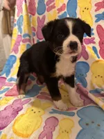 Black tan white female, a female Australian Cattle Dog and Miniature Australian Shepherd for sale in Lafayette, TN – Photo 1 of 2