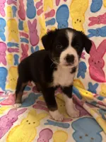 Black tan white female, a female Australian Cattle Dog and Miniature Australian Shepherd for sale in Lafayette, TN – Photo 2 of 2