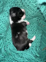 JJ BLACK TRI FEMALE #2, a female Miniature Australian Shepherd for sale in Lafayette, TN – 6 of 6