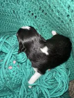 JJ Black Tri female #3, a female Miniature Australian Shepherd for sale in Lafayette, TN – 3 of 5