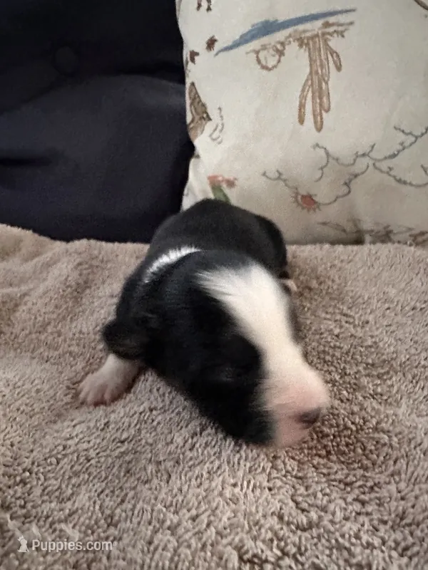 Bailey 6 Black Tri Female medium white, a female Miniature Australian Shepherd for sale in Lafayette, TN – 1 of 6