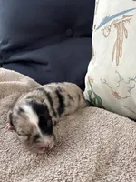 Bailey 5 Harlequin female , a female Miniature Australian Shepherd for sale in Lafayette, TN – 2 of 6