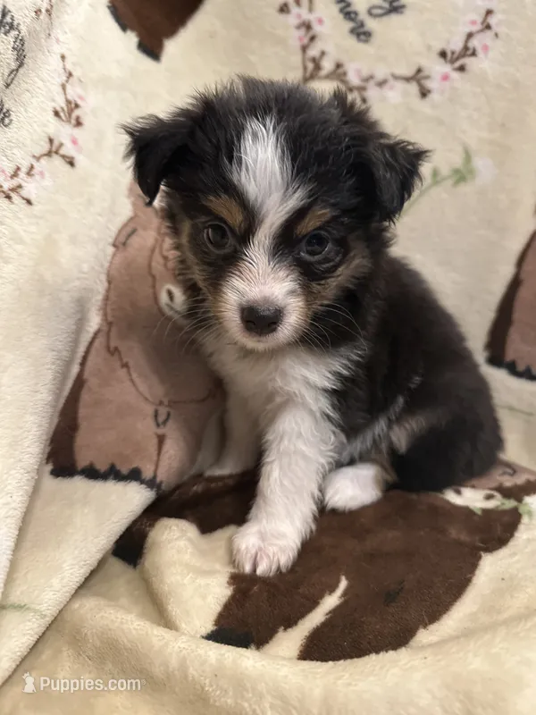 JJ Black Tri female #3 – Miniature Australian Shepherd puppy for sale in Lafayette, TN