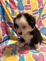 Black and white , a male Australian Cattle Dog and Miniature Australian Shepherd for sale in Lafayette, TN – Photo 2 of 4