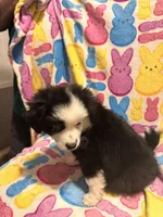 Black and white , a male Australian Cattle Dog and Miniature Australian Shepherd for sale in Lafayette, TN – Photo 3 of 4