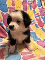 Black and white , a male Australian Cattle Dog and Miniature Australian Shepherd for sale in Lafayette, TN – Photo 4 of 4
