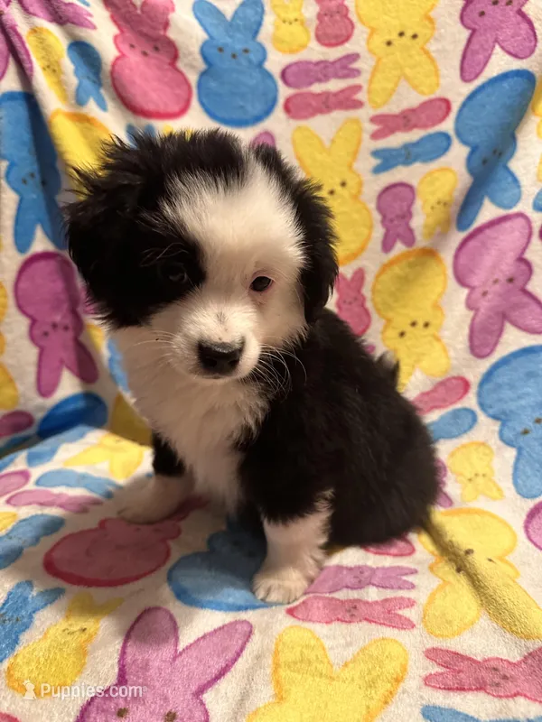 Black and white , a male Australian Cattle Dog and Miniature Australian Shepherd for sale in Lafayette, TN – Photo 1 of 4