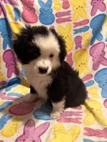 Black and white , a male Australian Cattle Dog and Miniature Australian Shepherd for sale in Lafayette, TN – Photo 1 of 4