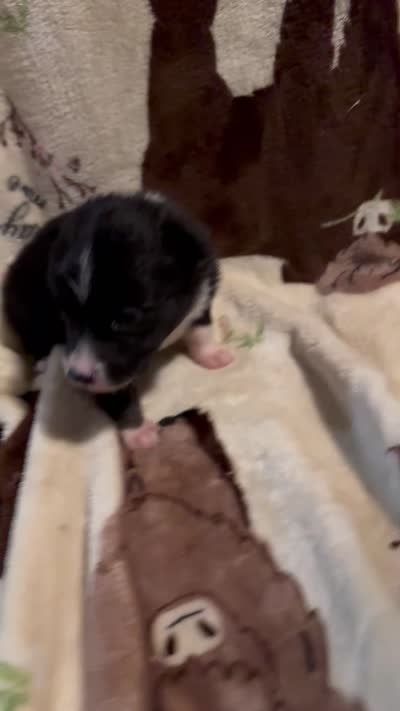 Bailey 4 Black chai Male, a male Miniature Australian Shepherd for sale in Lafayette, TN – 9 of 9