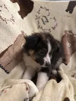 Sadie 6 black tri male, a male Miniature Australian Shepherd for sale in Lafayette, TN – 4 of 10