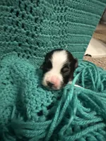 JJ BLACK TRI FEMALE #2, a female Miniature Australian Shepherd for sale in Lafayette, TN – 2 of 6