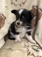 JJ black Tri female 1, a female Miniature Australian Shepherd for sale in Lafayette, TN – 1 of 7