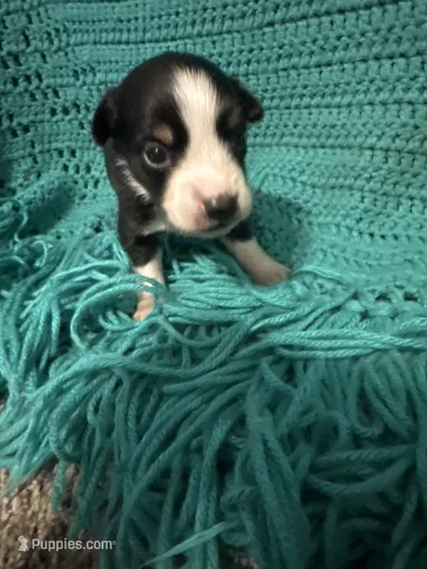 Sadie 6 – Miniature Australian Shepherd puppy for sale in Lafayette, TN