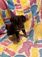 Black tan small white female, a female Australian Cattle Dog and Miniature Australian Shepherd for sale in Lafayette, TN – Photo 1 of 4