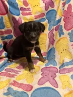 Black tan small white female, a female Australian Cattle Dog and Miniature Australian Shepherd for sale in Lafayette, TN – Photo 3 of 4