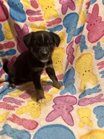 Black tan small white female, a female Australian Cattle Dog and Miniature Australian Shepherd for sale in Lafayette, TN – Photo 4 of 4