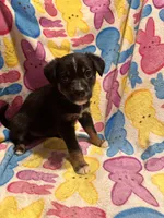 Black tan small white female, a female Australian Cattle Dog and Miniature Australian Shepherd for sale in Lafayette, TN – Photo 2 of 4
