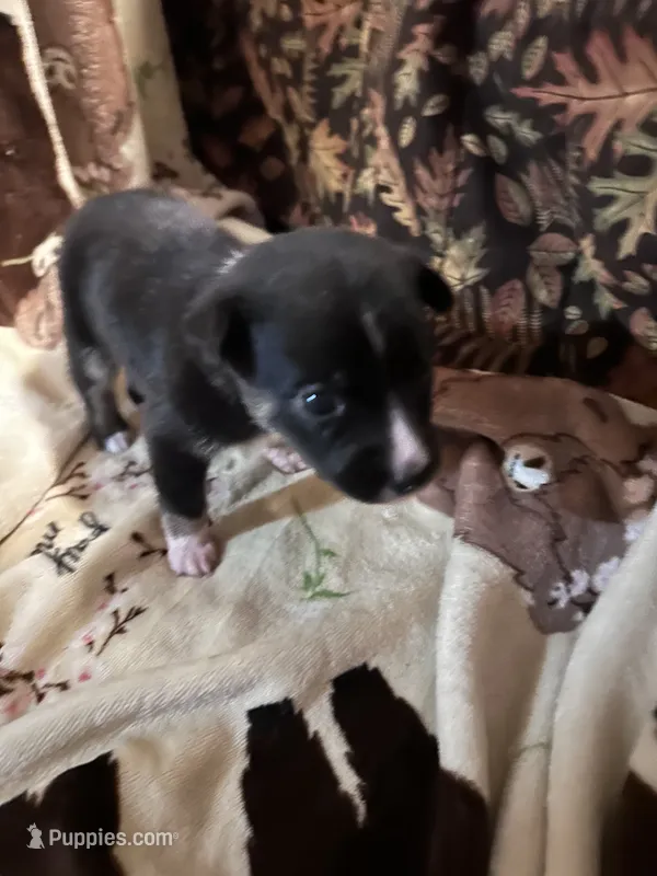Bailey 6 Black Tri Female less white – Miniature Australian Shepherd puppy for sale in Lafayette, TN