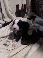 Bailey 6 Black Tri Female medium white, a female Miniature Australian Shepherd for sale in Lafayette, TN – 5 of 9