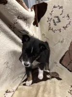 Bailey 4 Black chai Male, a male Miniature Australian Shepherd for sale in Lafayette, TN – 8 of 9