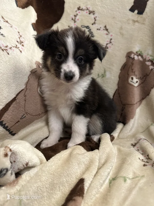 Sadie 6 black tri male – Miniature Australian Shepherd puppy for sale in Lafayette, TN