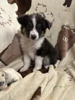 Sadie 6 black tri male, a male Miniature Australian Shepherd for sale in Lafayette, TN – 1 of 10